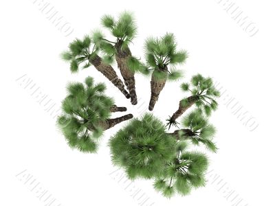 European Fan Palm or Chamaerops humilis