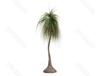 Ponytail Palm or Nolina recurvata