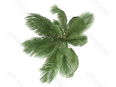Coconut or Cocos nucifera
