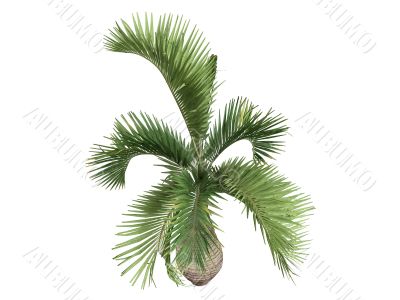 Bottle Palm or Hyophorbe lagenicaulis