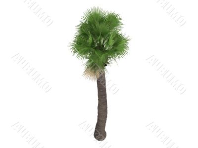 Desert Fan Palm or Washingtonia filifera