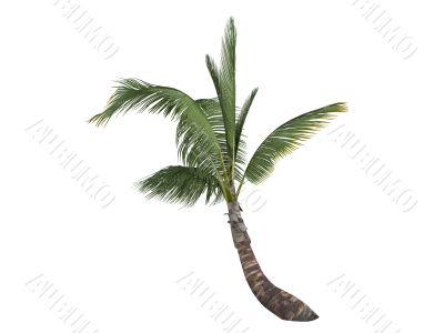 Coconut or Cocos nucifera