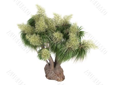 Ponytail Palm or Nolina recurvata