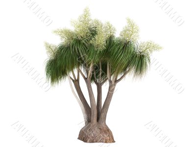 Ponytail Palm or Nolina recurvata