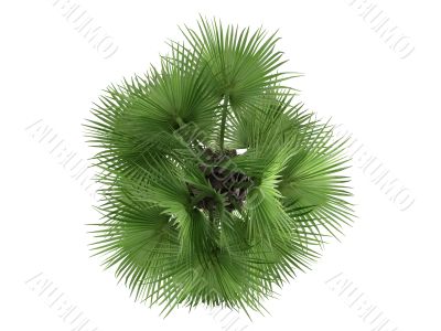 Desert Fan Palm or Washingtonia filifera