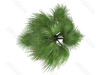 Desert Fan Palm or Washingtonia filifera