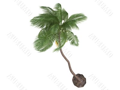 Coconut or Cocos nucifera