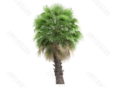 Desert Fan Palm or Washingtonia filifera