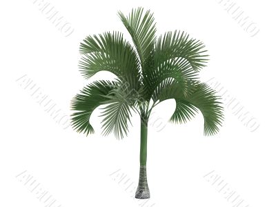 Carpoxylon Palm or Carpoxylon macrospermum