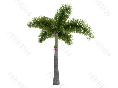 Foxtail Palm or Wodyetia bifurcata