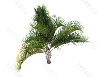 Triangle Palm or Dypsis decaryi