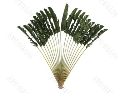 Traveller`s Palm or Ravenala madagascariensis