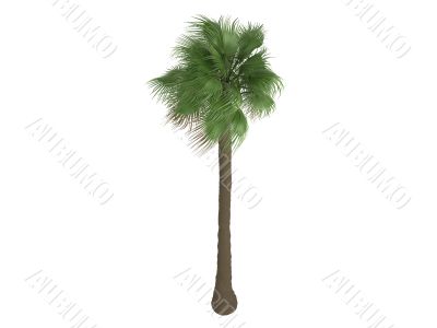 Desert Fan Palm or Washingtonia filifera