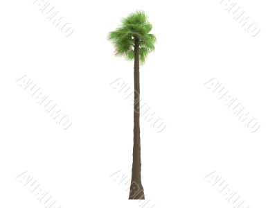Desert Fan Palm or Washingtonia filifera