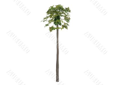 Carica papaya