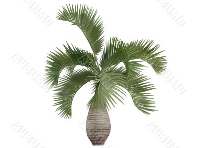 Bottle Palm or Hyophorbe lagenicaulis
