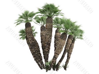 European Fan Palm or Chamaerops humilis
