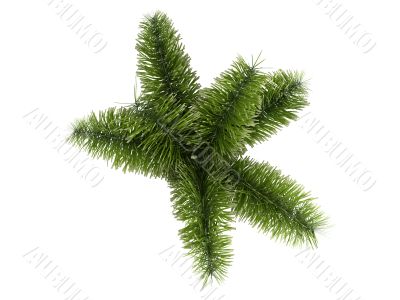 Foxtail Palm or Wodyetia bifurcata