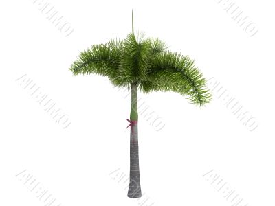 Foxtail Palm or Wodyetia bifurcata