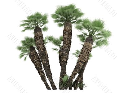 European Fan Palm or Chamaerops humilis