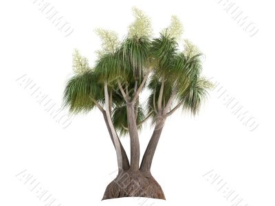 Ponytail Palm or Nolina recurvata