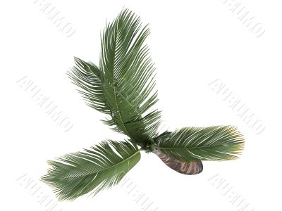 Coconut or Cocos nucifera