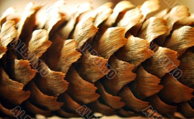 pine cone
