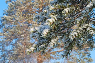 Snow on needles of a pine