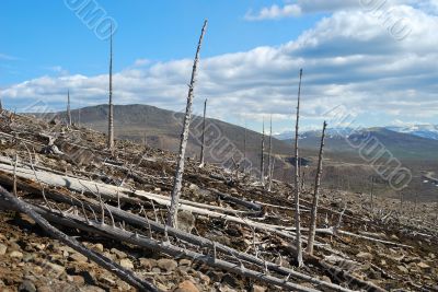 The dead forest