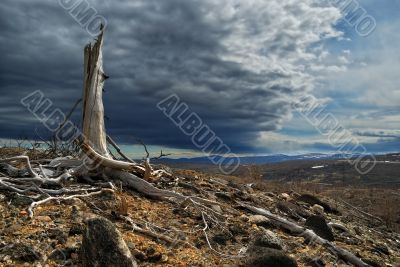 Thundercloud above a dead forest