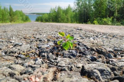 Growing green plant