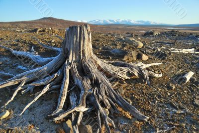  old stump