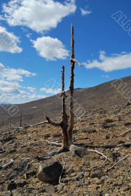 Tree on stones