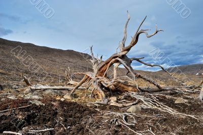 Roots of dead tree on the slope of hill