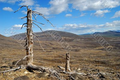 The dead trees