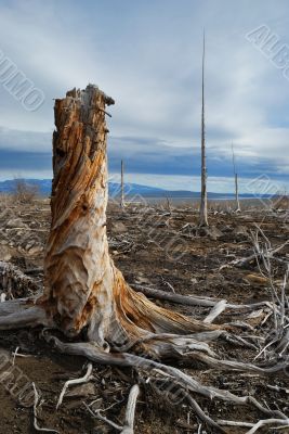 The old stump