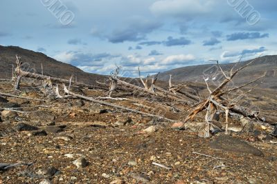 The dead tree