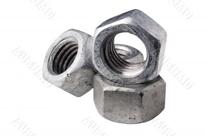 Silver Nut