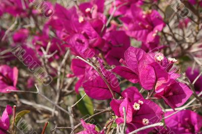 Purple Flowers