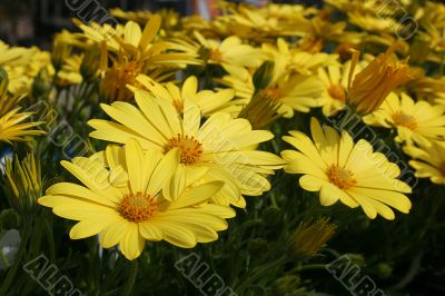Yellow Flowers