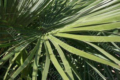 Green Plant