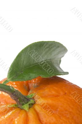 Orange Tangerine