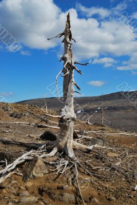The dead tree