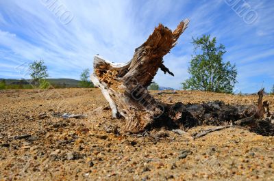 stump
