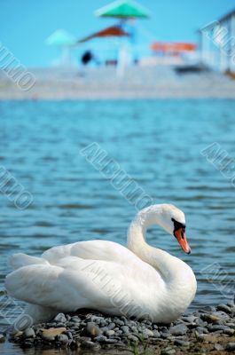 The wild swan