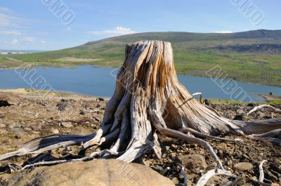 Old stump