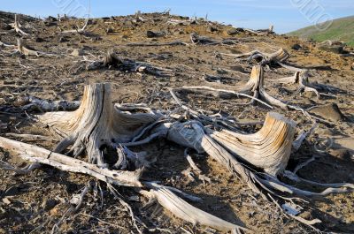 Old stumps