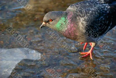 Pigeon