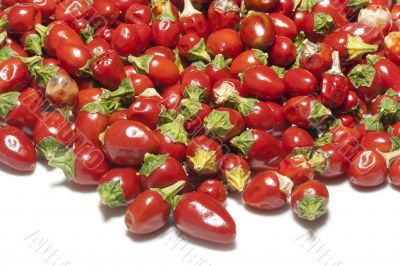 Hot pepper