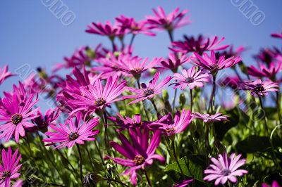 Purple Flowers